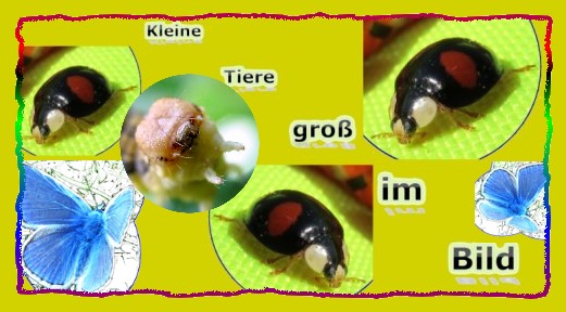 Kleine Tiere gro im Bild - Zu den Bildern = Hier Klicken 