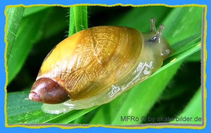 Bernsteinschnecke / Bildausschnitt / Originalbild MFR  by skaterbilder.de